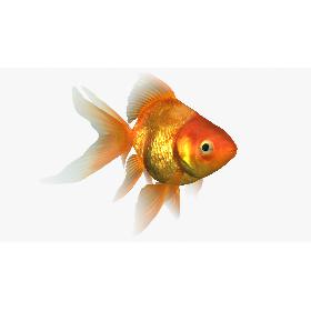 Ryukin Goldfish Animated 3D model